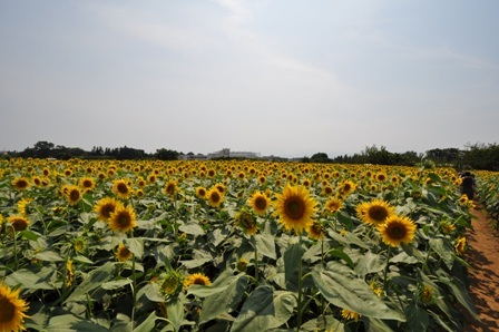 写真：栗原地区のヒマワリ