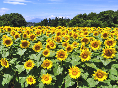 写真：ひまわり広場