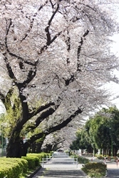 写真：東原桜並木のサクラ1