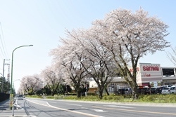 写真：東原桜並木のサクラ2