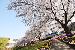 写真：かにが沢公園のサクラ2