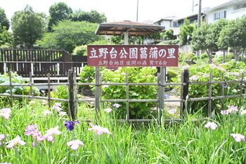 写真：はなしょうぶ