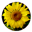 Photo:City Flower the sunflower