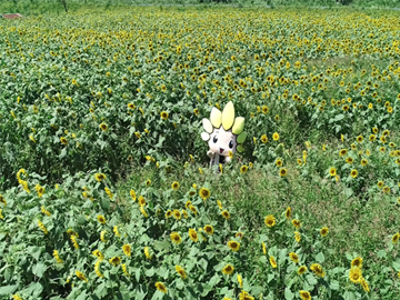 写真：ひまわり畑からひょっこり顔をだすざまりん