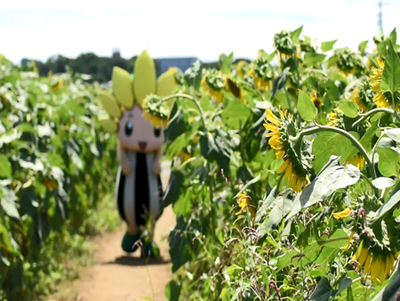 写真：ひまわり畑とざまりん