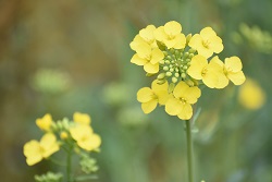 写真：四ツ谷地区で見頃を迎える菜の花2