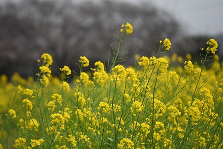 写真：四ツ谷地区で見頃を迎える菜の花1