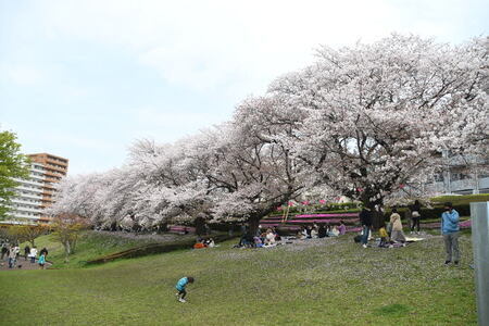 写真：かにが沢公園のサクラ