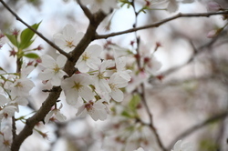 写真：かにが沢公園のサクラ