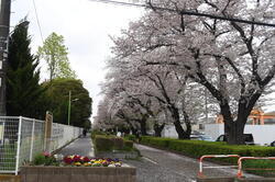 写真：東原桜並木のサクラ