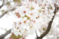 写真：東原桜並木のサクラ
