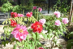 写真：市役所の庭園内に咲く色とりどりのボタン