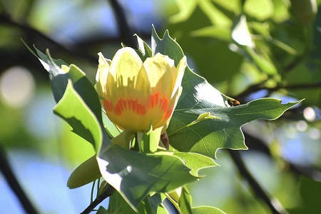 写真：芹沢公園のユリノキの花
