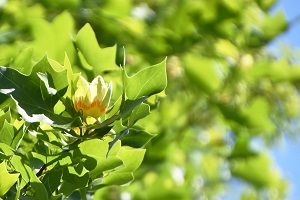 写真：芹沢公園のユリノキの花