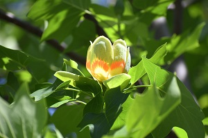 写真：市役所東側広場のユリノキの花