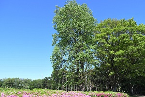 写真：芹沢公園のユリノキ