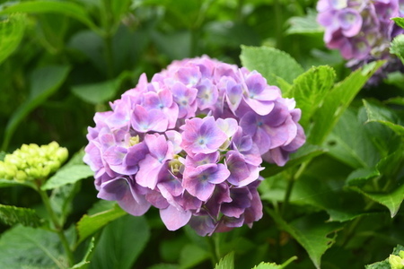 写真：花開いたアジサイ