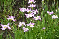 写真：開花したハナショウブ1