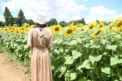 写真：ひまわりまつり（座間会場）の様子3