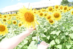 写真：切り花の販売