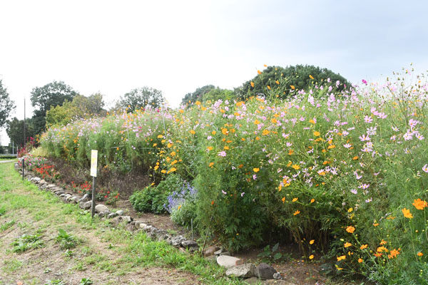 写真：芹沢公園に開花したコスモス