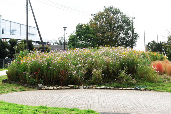 写真：芹沢公園の北側管理棟付近で開花しているコスモス