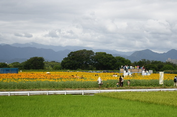 写真：四ツ谷会場のひまわり畑4