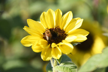 写真：蜂が乗っているヒマワリ