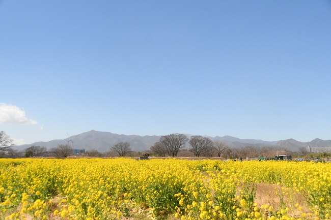 写真：四ツ谷地区で見頃を迎える菜の花1