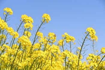 写真：四ツ谷地区で見頃を迎える菜の花2