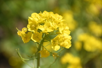 写真：四ツ谷地区で見頃を迎える菜の花3