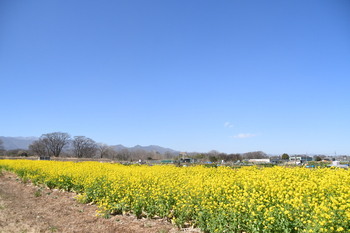 写真：四ツ谷地区で見頃を迎える菜の花5