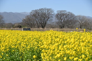 写真：四ツ谷地区で見頃を迎える菜の花6