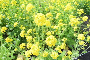 写真：芹沢公園の菜の花の様子2
