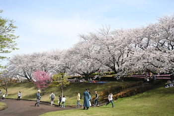 写真：かにが沢公園のサクラ1