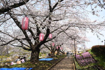 写真：かにが沢公園のサクラ2