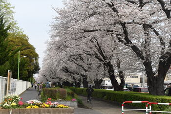 写真：東原桜並木のサクラ1