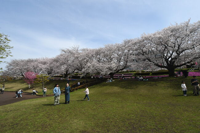 写真：かにが沢公園のサクラ1