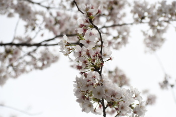 写真：相模川沿いに咲くサクラ2