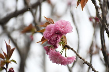 写真：相模川沿いに咲くサクラ3