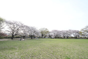 写真：芹沢公園のサクラ1