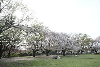 写真：芹沢公園のサクラ2