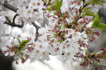 写真：芹沢公園のサクラ3