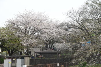 写真：立野台公園のサクラ1