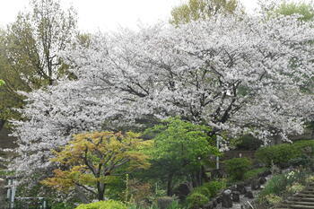 写真：立野台公園のサクラ2