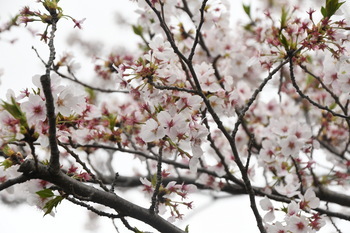 写真：立野台公園のサクラ3