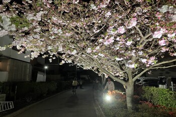 写真：夜桜ライトアップ1