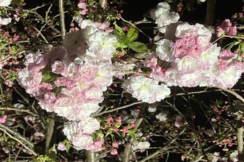 写真：夜桜ライトアップ2