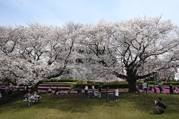 写真：かにが沢公園のサクラ2