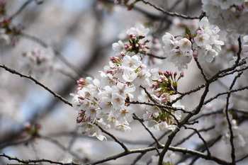 写真：かにが沢公園のサクラ4